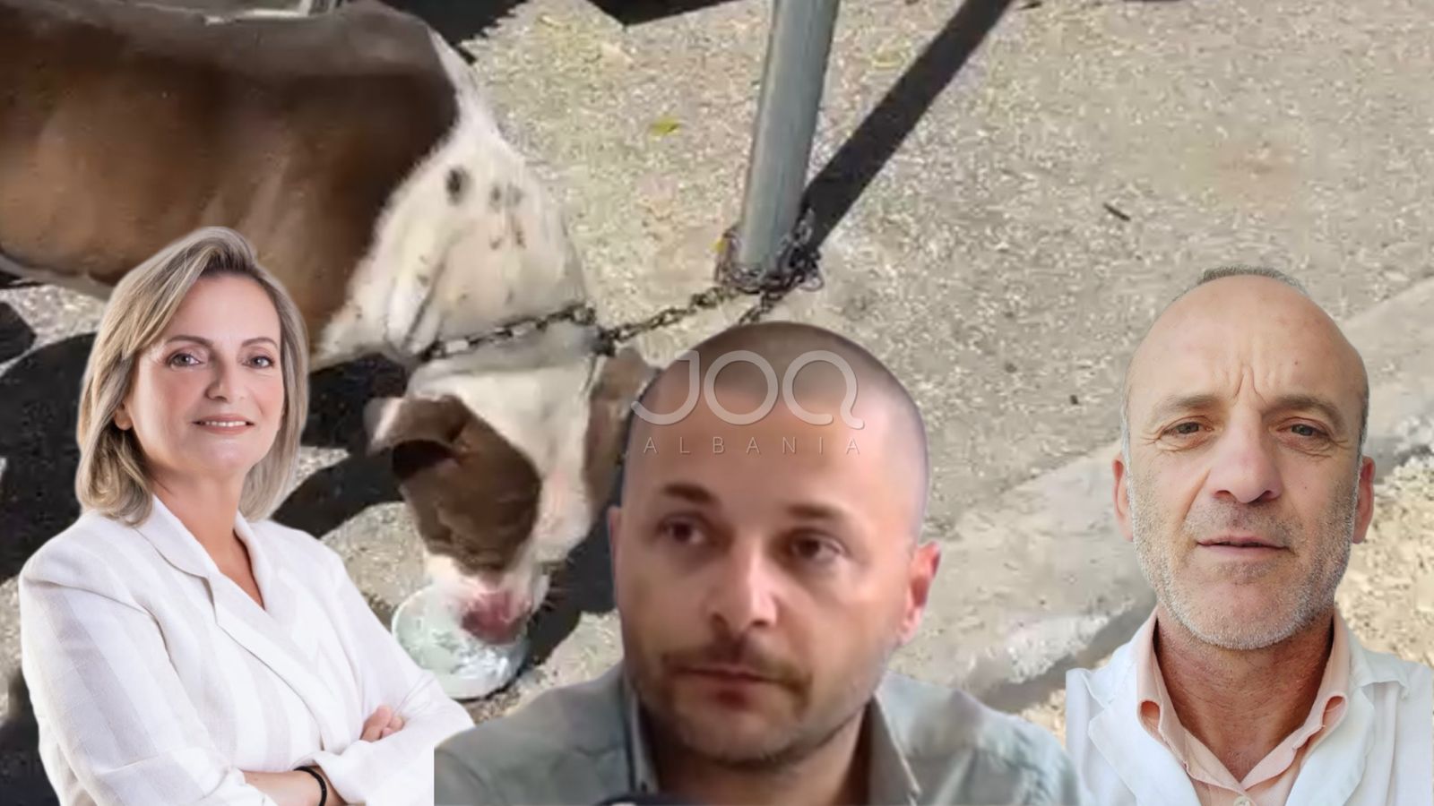 veterineret-e-bruna-mersinit-vrasin-pitbullin-qe-sulmoi-4-vjecaren-ne-vlore