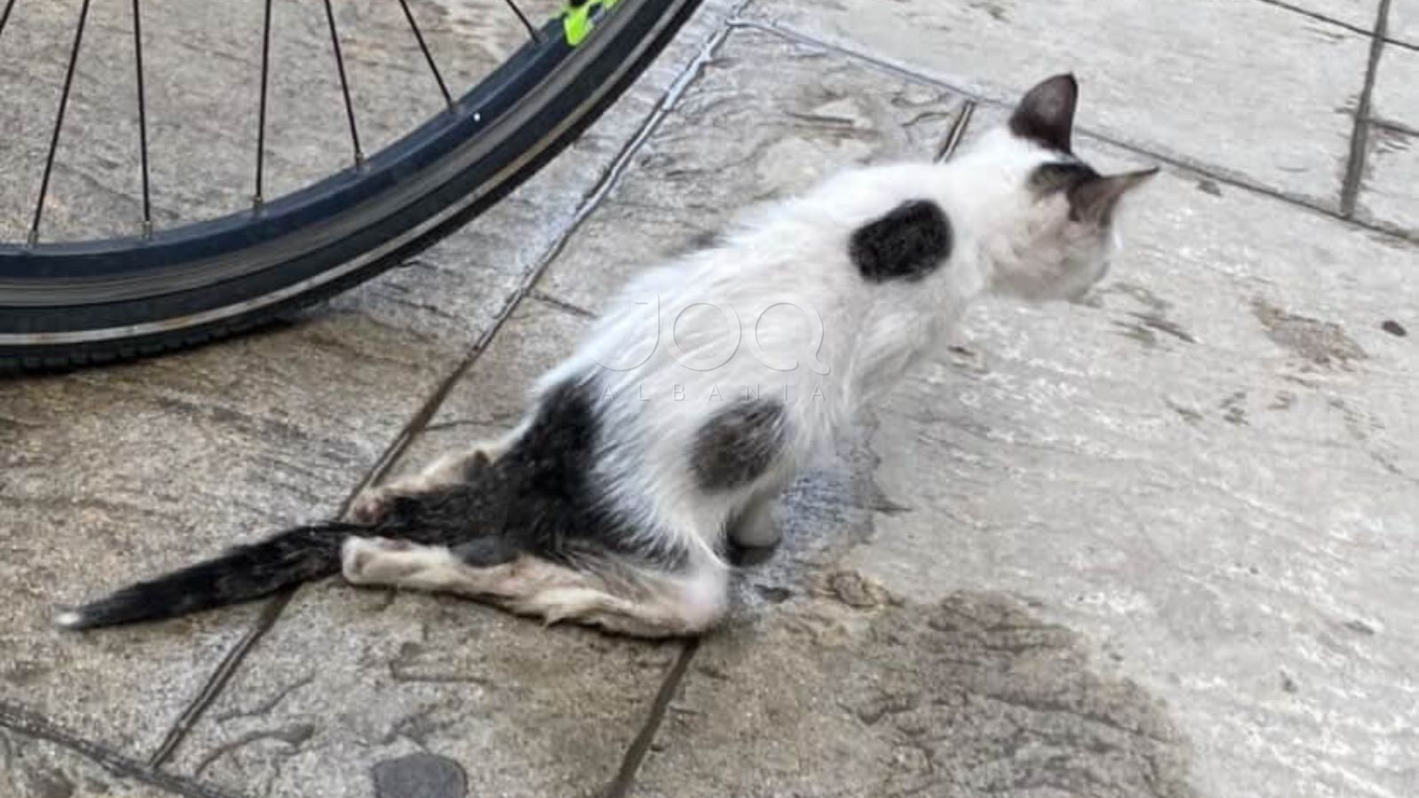 Makina përplas kotelen në 5 Maj dhe e lë të paralizuar  kërkohet ndihmë urgjente