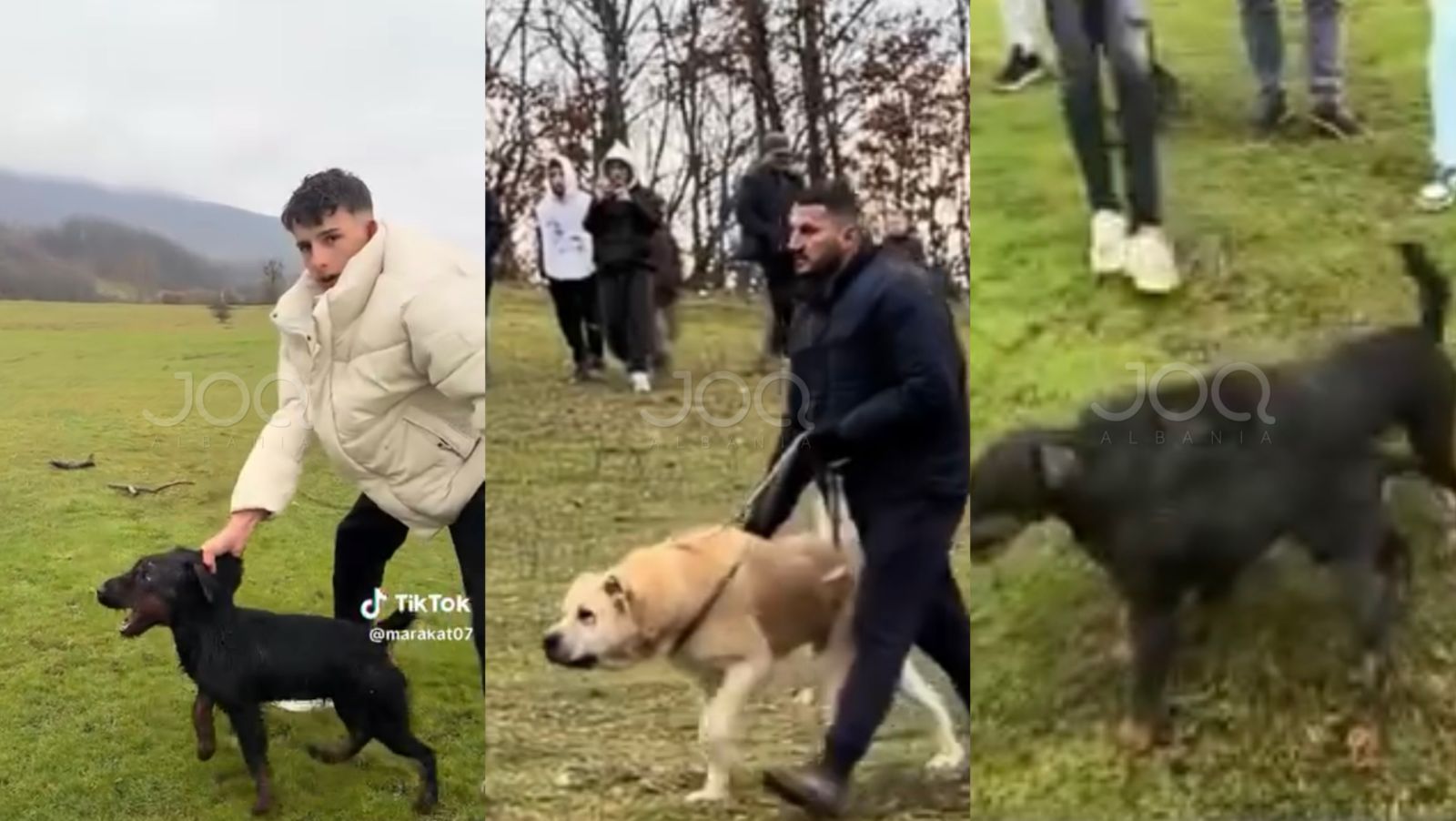 Të rinjtë sfidojnë policinë  bëjnë ndeshje me qen  dhe i postojnë në rrjete sociale