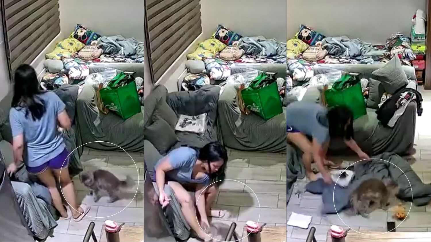 Macja traumatizon pronaren  e sulmon papritur agresivisht