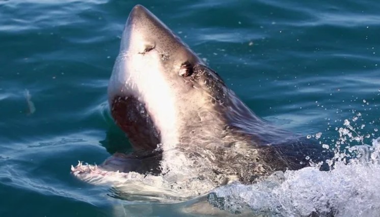 Peshkaqenët në Bahamas po konsumojnë drogë