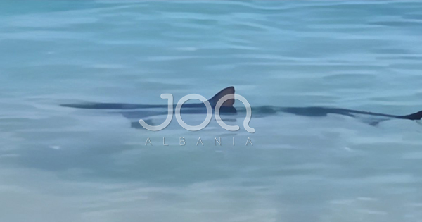  Vizitor i rrallë  në Palasë  peshkaqeni shfaqet pranë bregut