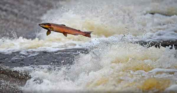 Peshqit nën  delir   Kokaina në lumenj po i kthen salmonët në notarë të pandalshëm