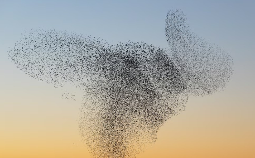 Magji në qiell  zogjtë vallëzojnë dhe dhurojnë spektakël të rrallë