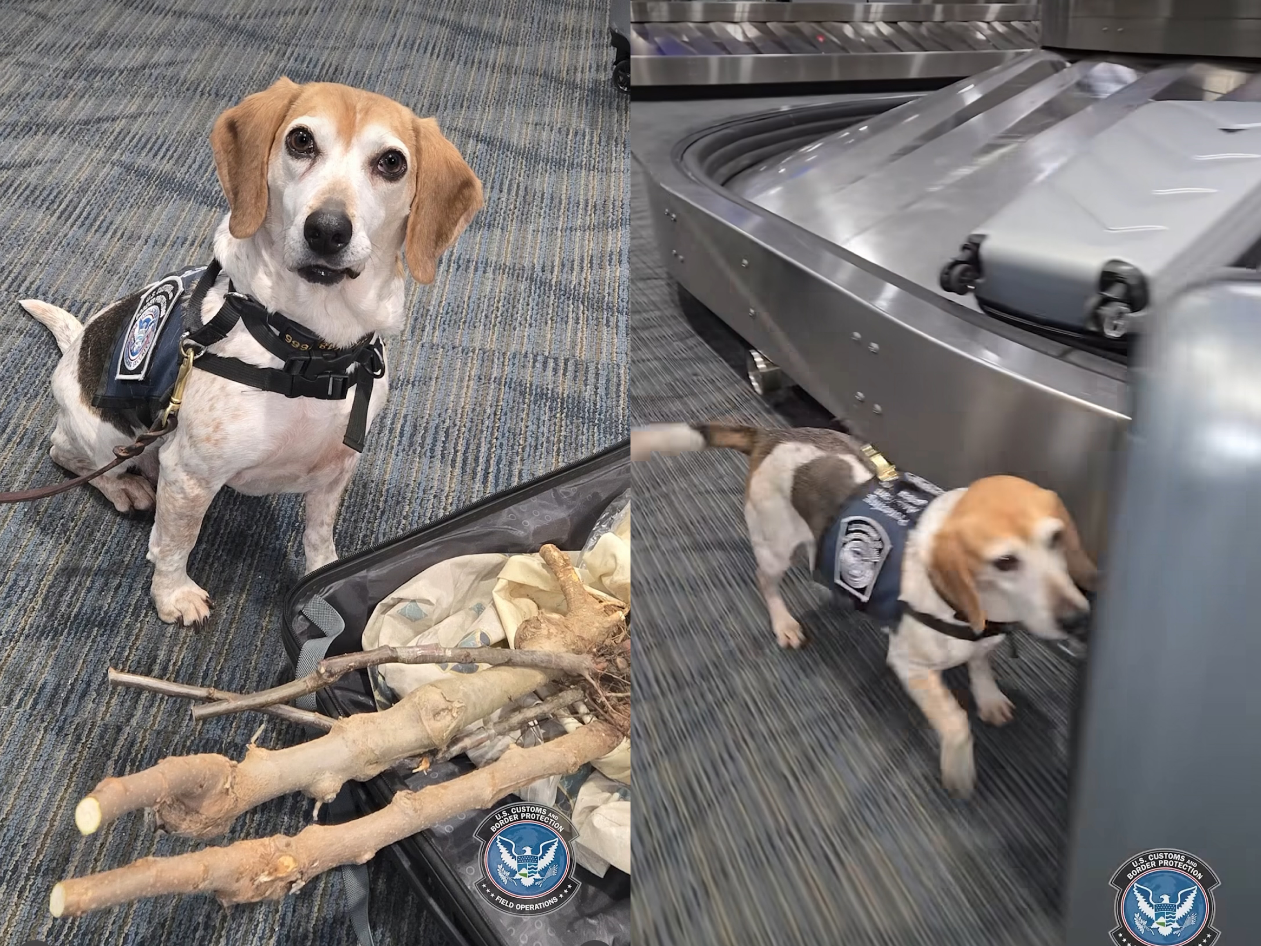 Qeni hero në SHBA  nuhat  rrezikun  Zbulon fidanë kumbullash në valixhen e shqiptarit