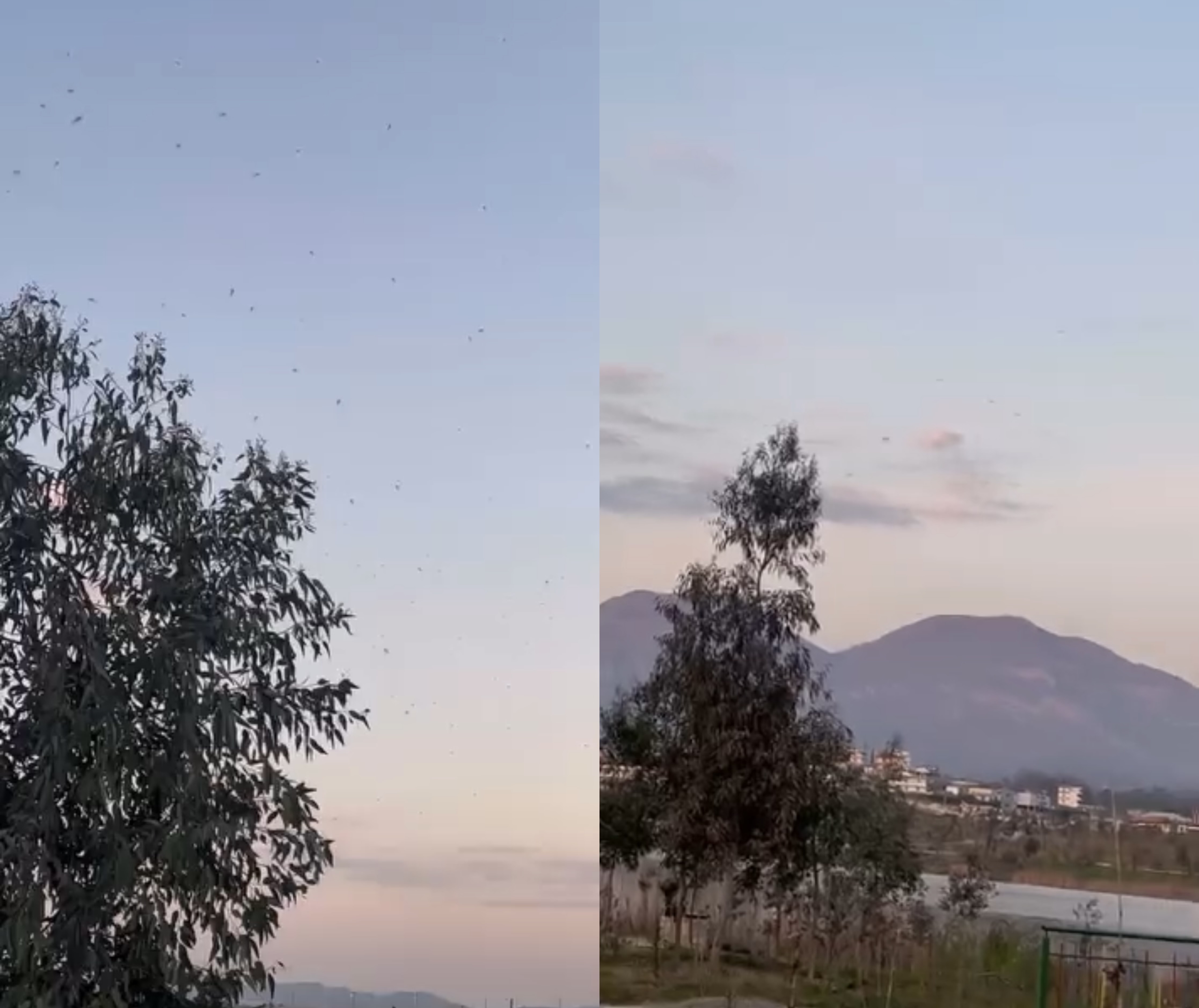 Liqeni i Paskuqanit  pushtohet  nga mizat e gjarpërinjtë  Rakipi e ka harruar dezinfektimin