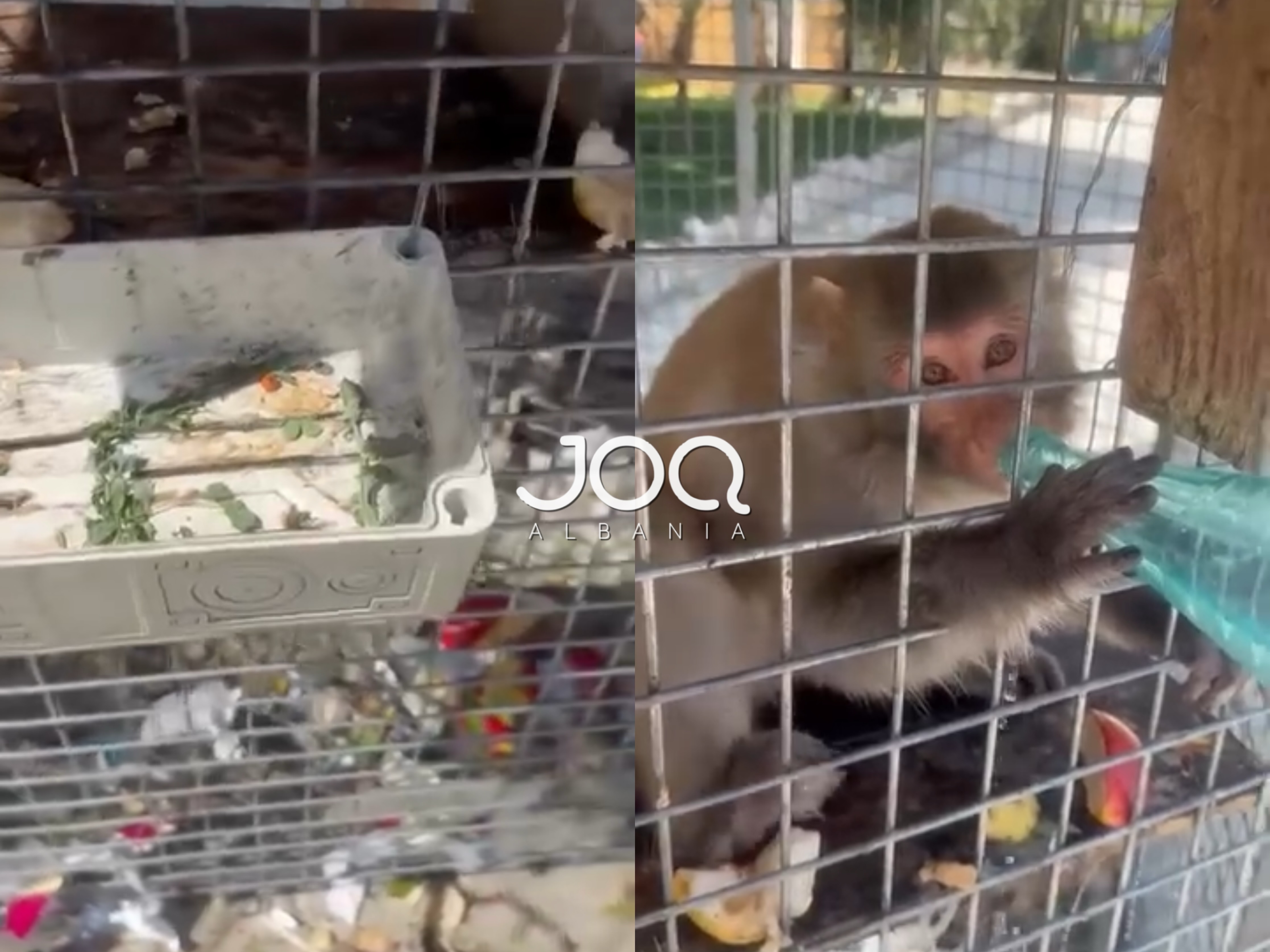 Turizëm apo mizori  Majmuni te Gjiri i Lalëzit në kafazin mes mbeturinave dhe pa ujë