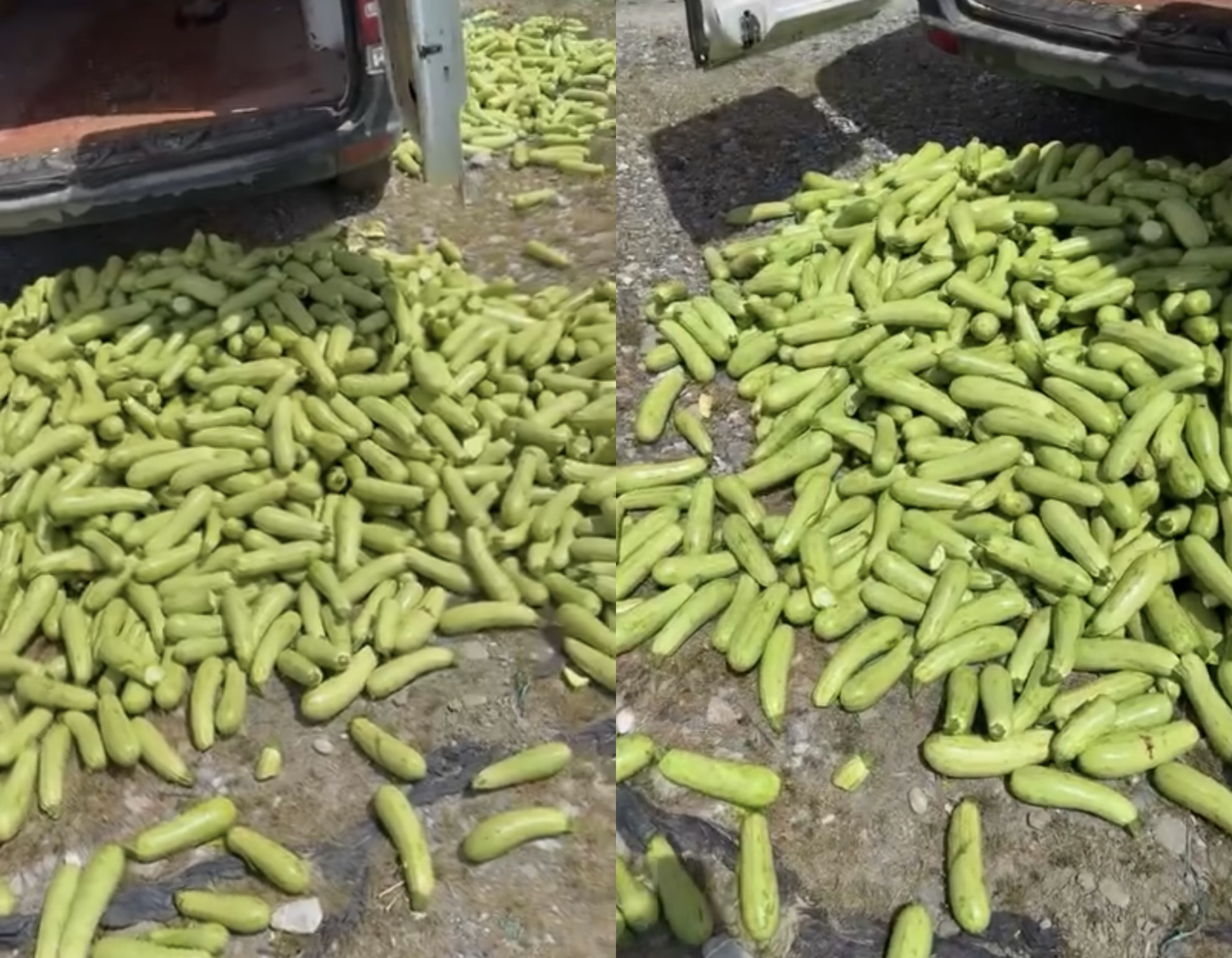 Fermerët e Cërrikut hedhin në kanal kungullin  S ka treg as fitim për ne