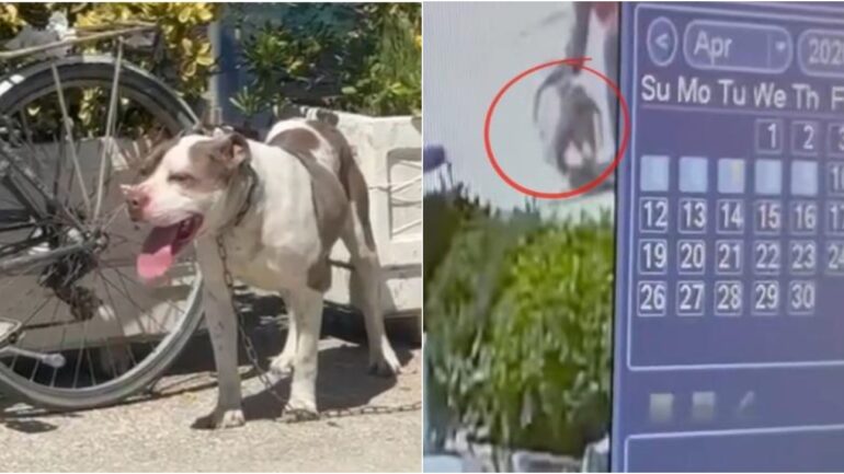 Momenti kur pitbulli sulmon 4-vjeçaren në Vlorë!