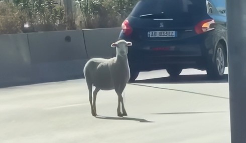 po-i-iken-kurbanit-delja-del-me-vrap-ne-rruget-e-tiranes