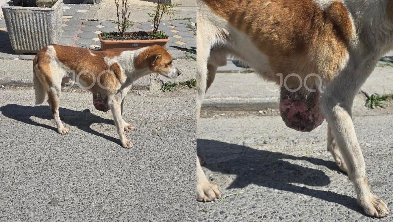 Qenushi me tumor endet në qendër të Belshit  kërkohet ndërhyrje urgjente