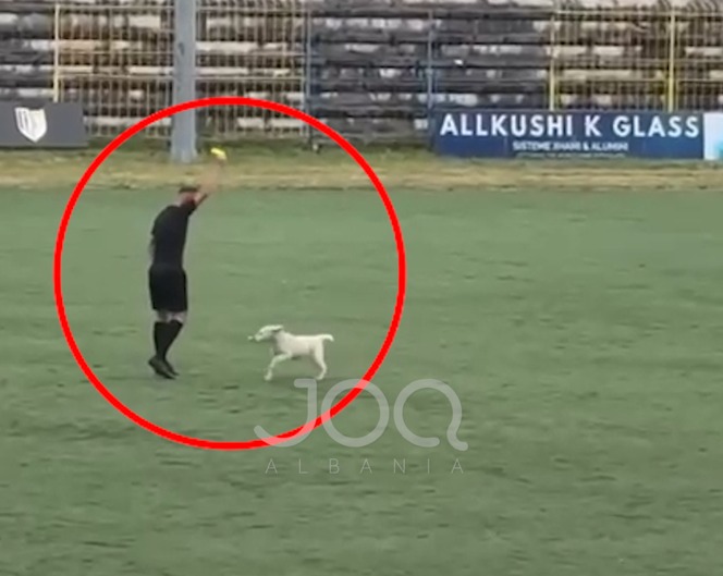 Ndodh në Sarandë  Qeni futet në fushë  arbitri e  ndëshkon  me karton të verdhë