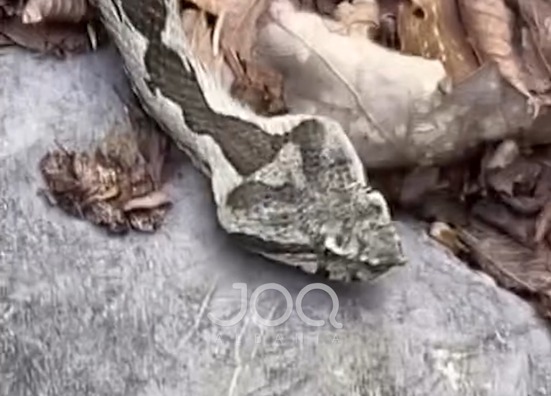 Qytetari filmon nepërkën me brirë në Parkun Kombëtar Shebenik Jabllanicë