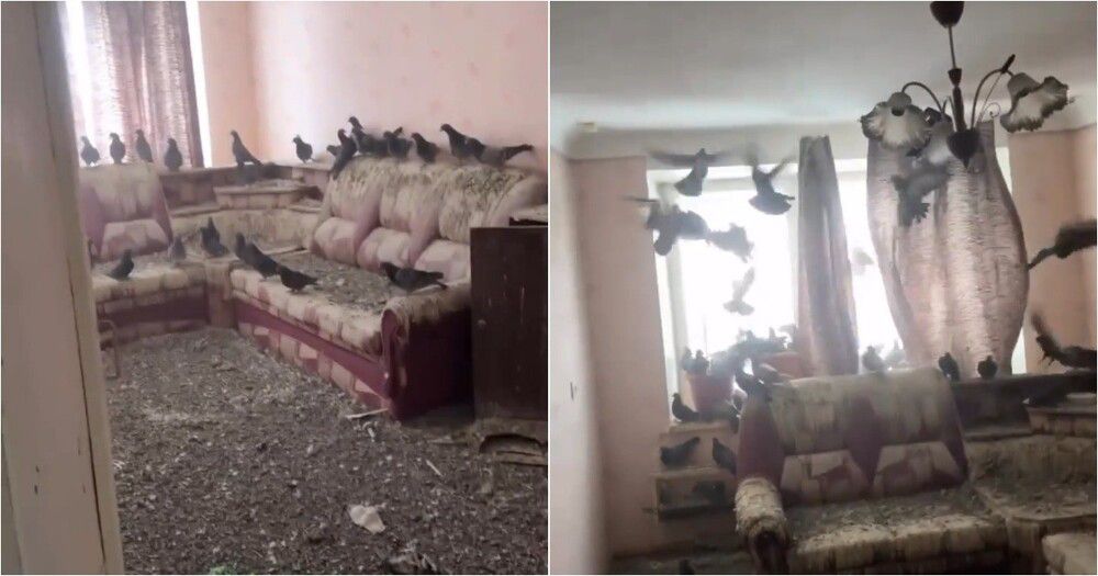 La dritaren hapur për 3 vite  kthehet dhe gjen shtëpinë të pushtuar nga pëllumbat