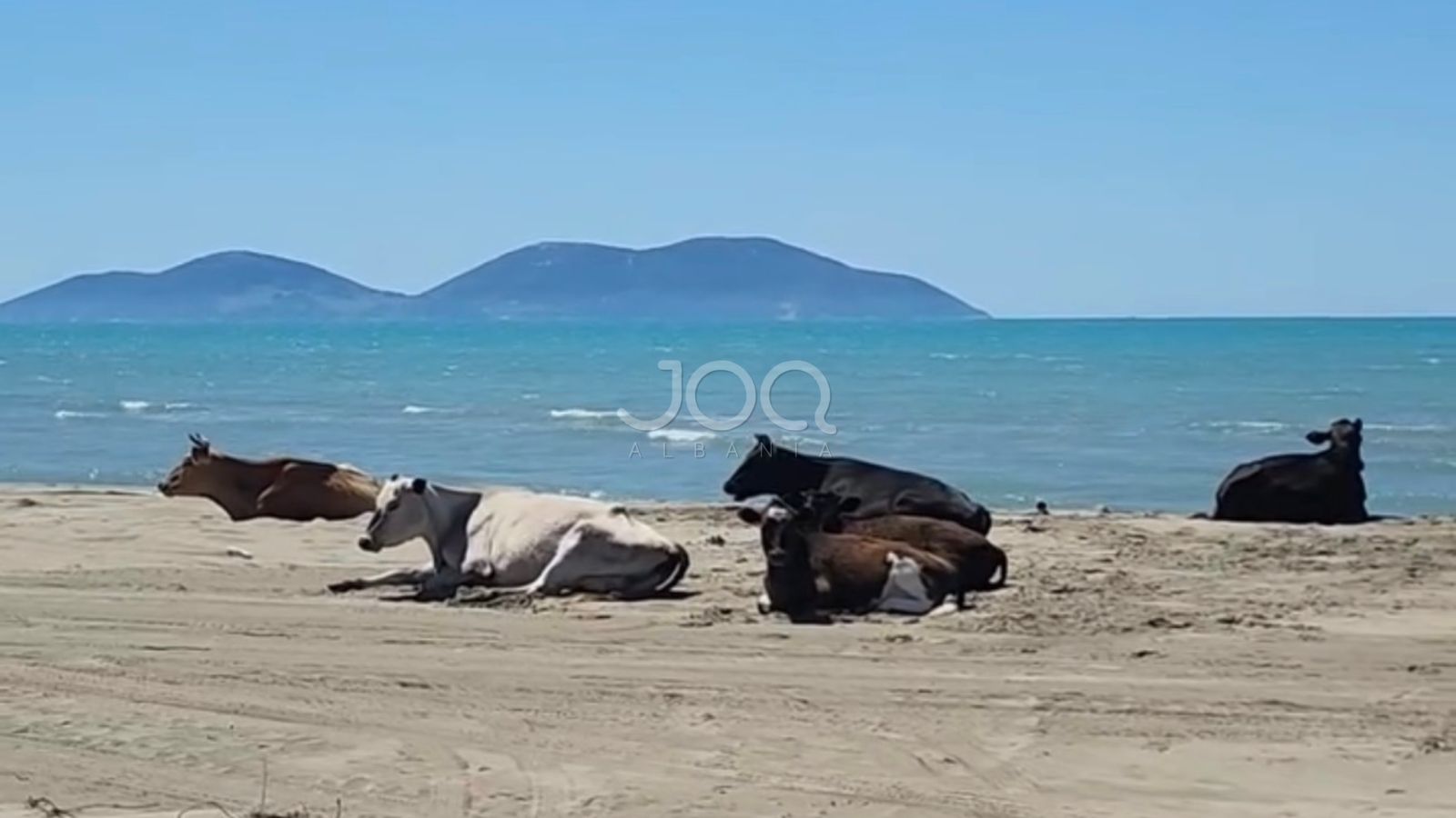Pushime ndryshe në Vlorë  lopët shtrihen në bregdet nën rrezet e diellit