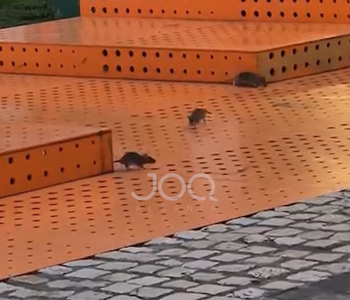 Minjtë  pushtojnë  këndin e lojërave  qytetarët   Kemi frikë të sjellim fëmijët  