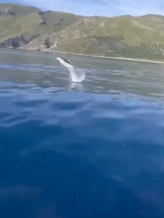 Delfinët surprizojnë turistët në ujërat e Karaburunit