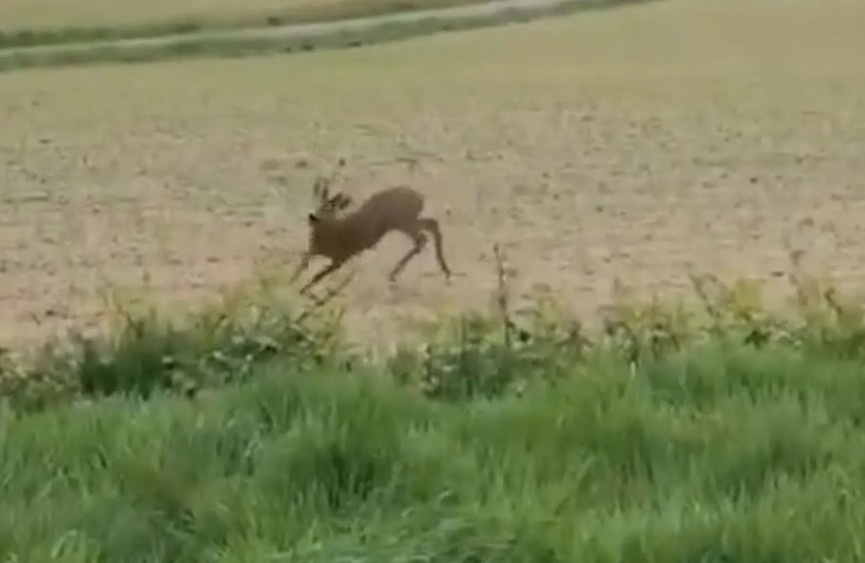 Drerët e dehur rrezikojnë jetën e shoferëve në Francë