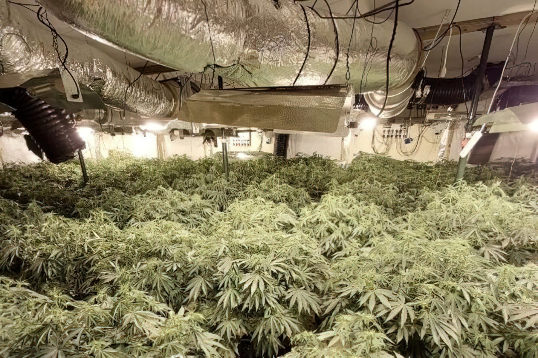 Kanabis sativa dhe kokainë  Zbulohet  bodrumi  i drogës në Maliq  në pranga një person