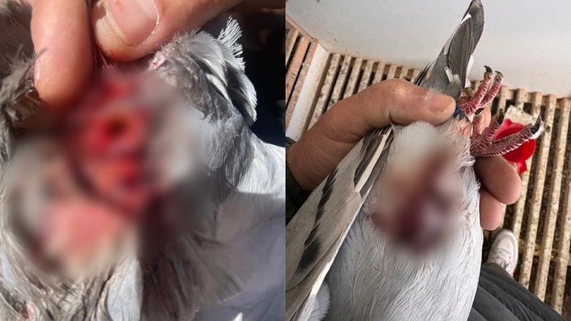 Gjuetarët e paligjshëm nuk kursejnë pëllumbat sportivë të Korçës