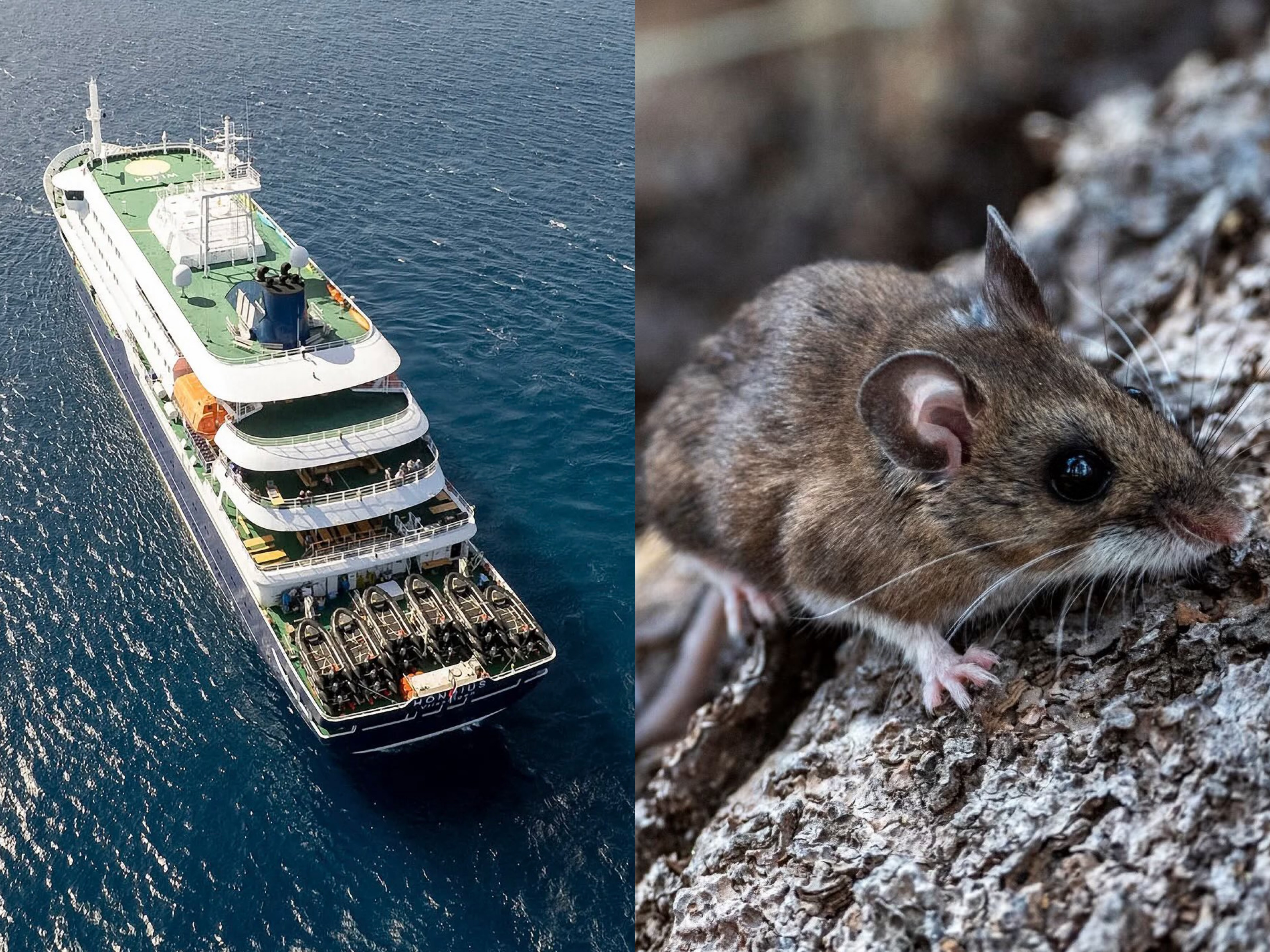Hantavirus në anijen turistike në Atlantik  tre viktima dhe një i sëmurë rëndë