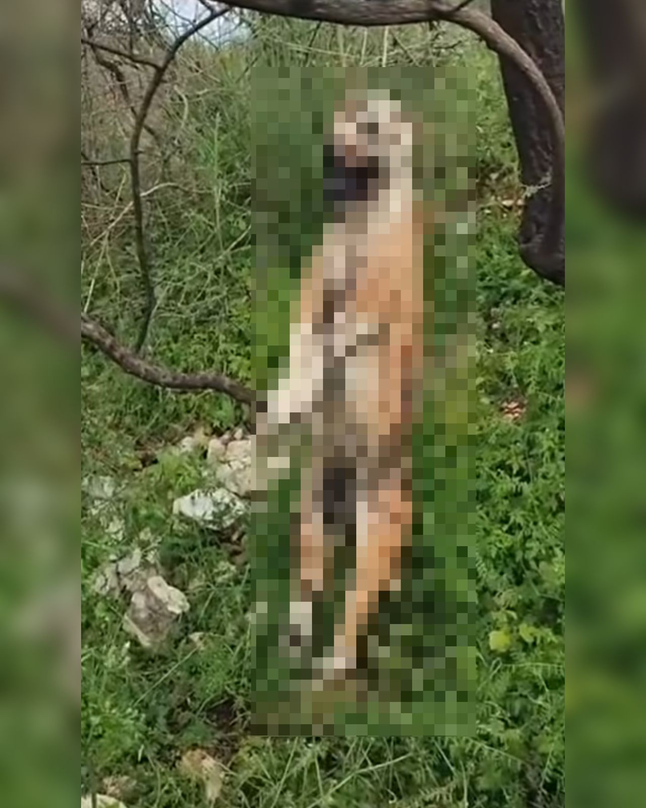 Qeni gjendet i varur në pemë  në Delvinë në gjendje të avancuar dekompozimi