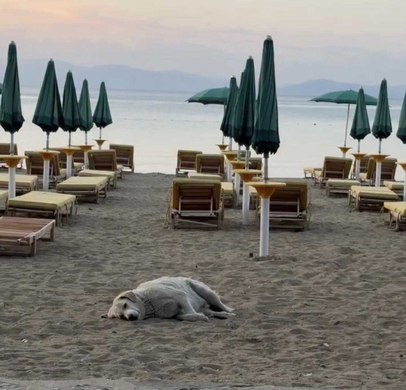 Prekëse në Pogradec  qeni nuk lëviz në mes të shëtitores  askush s e vë ujin në zjarr