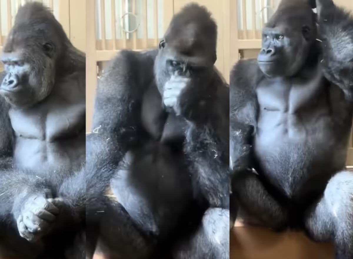Pas debatit me partneren  gorilla futet në mendime të thella