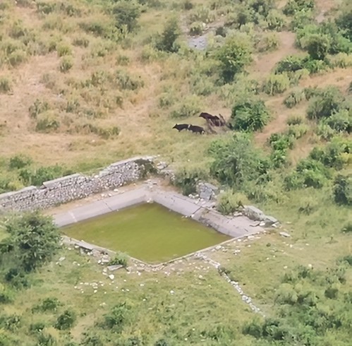 Derrat e egër  pushtojnë  Karaburunin  pamje të rralla nga natyra e virgjër