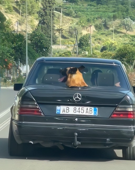 Shqipo me “Benz” gjen zgjidhje për ‘ajrosjen’ e qenit