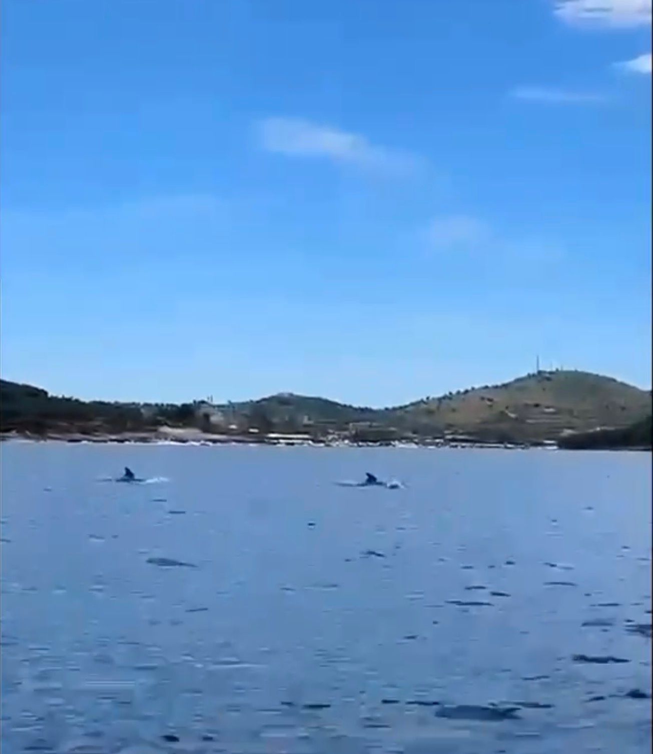 Delfinët dhurojnë shfaqje pranë brigjeve të Ksamilit