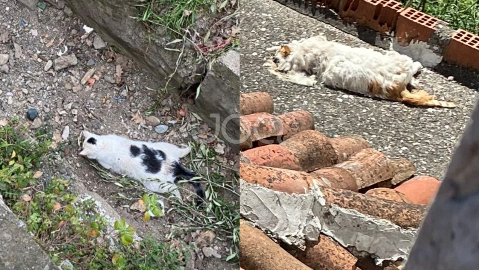 Macet e lagjes Boks në Postribë të Shkodrës dyshohet se po vriten me armë zjarri