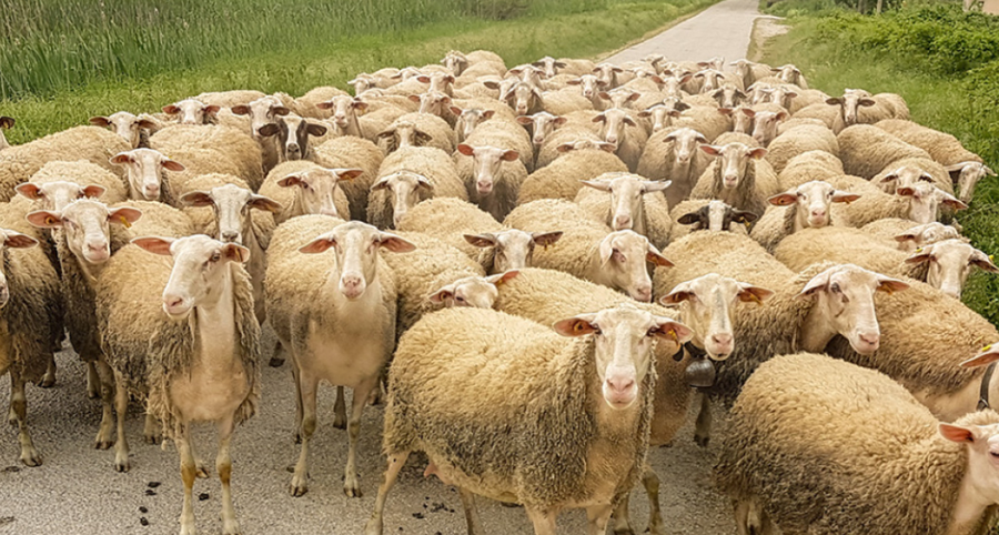 Përmbytje në Kalanë e Dodës, përroi merr para 10 krerë bagëti