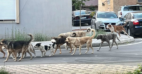 Qentë endacakë pushtojnë Kukësin, qytetarët ironizojnë: Kryetari iku, qentë mbetën këtu!