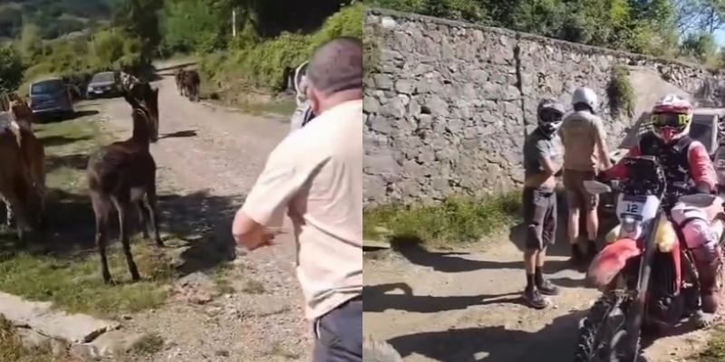 Gara e motorave Rally rrezikon fëmijët dhe kafshët blegtorale