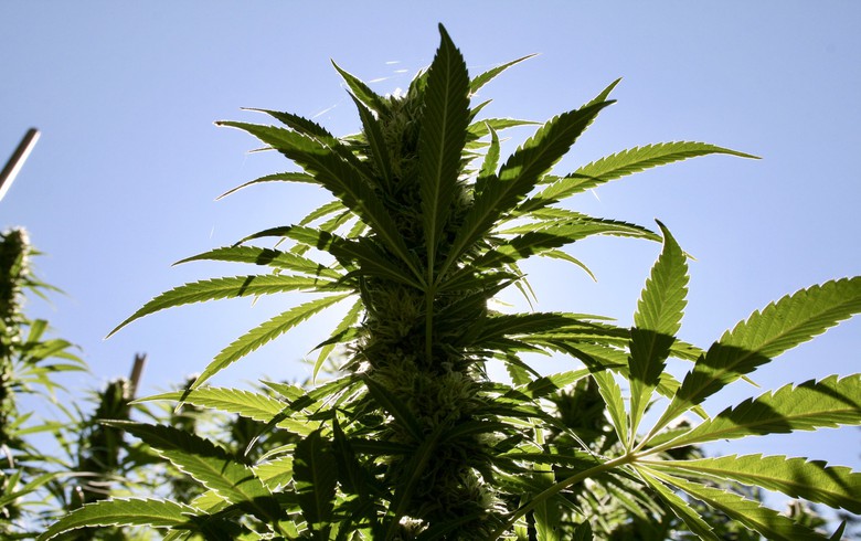 Goditet plantacioni gjigant i kanabisit në Spanjë  arrestohen 4 persona mes tyre shqiptarë