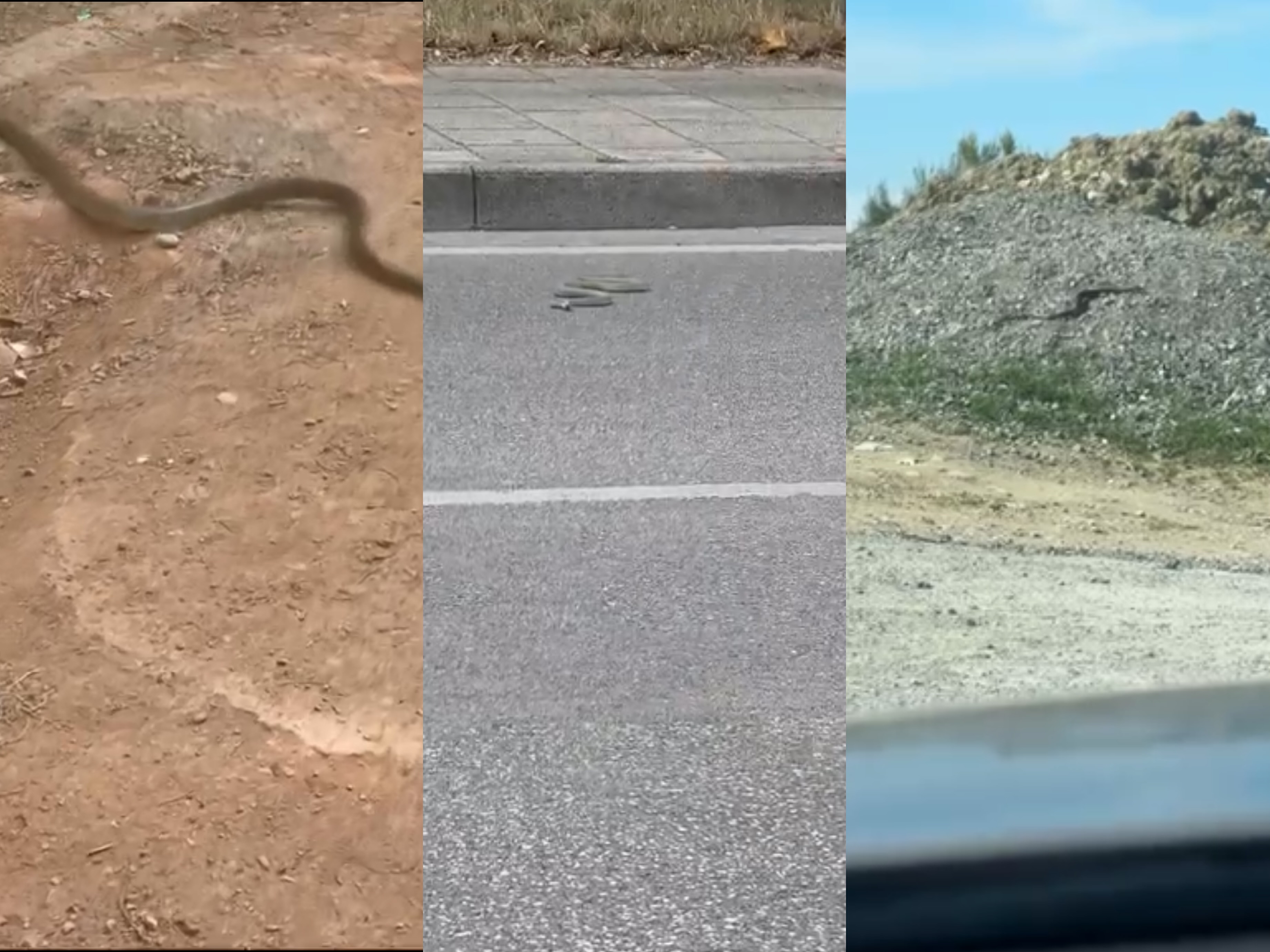 Gjarpërinjtë pushtojnë rrugët  lagjet dhe oborret e banorëve  frikë për të dalë jashtë