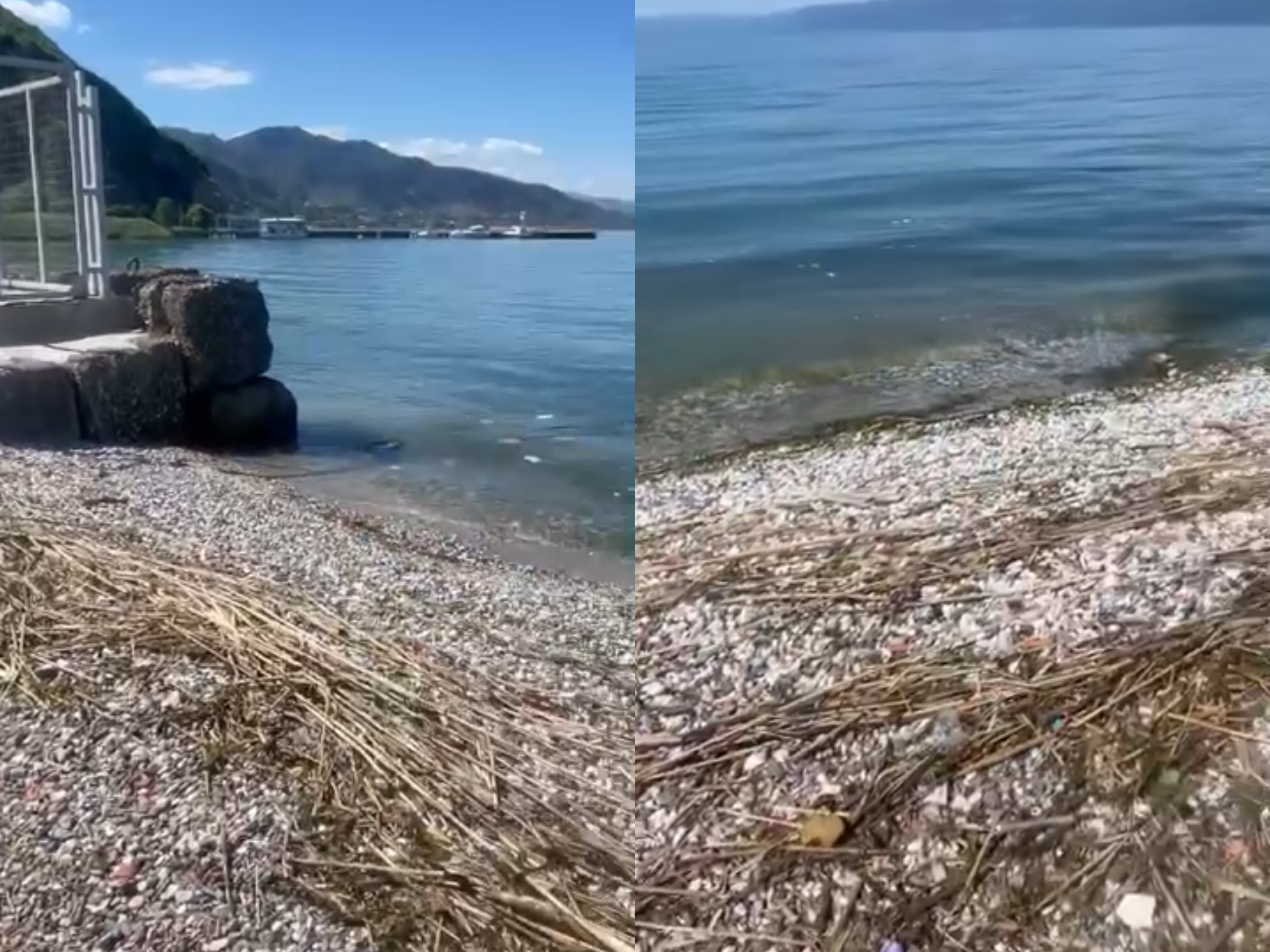  Bregu i liqenit të Pogradecit i mbuluar nga shkurre dhe mbeturina  s di ku të ulesh 