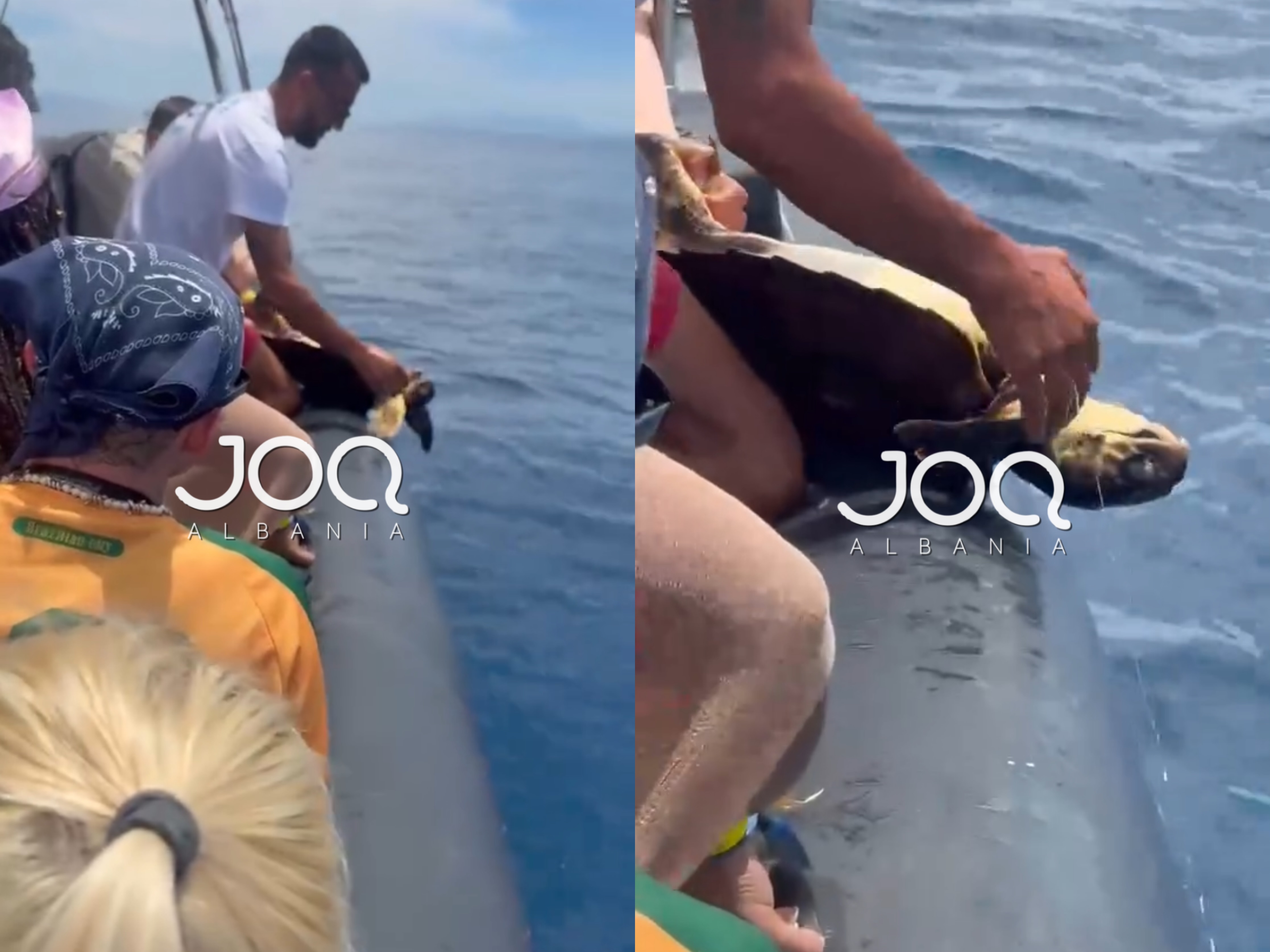 Breshka ngec në fillin e peshkatarëve  punëtori i varkës e shpëton dhe e lëshon në det