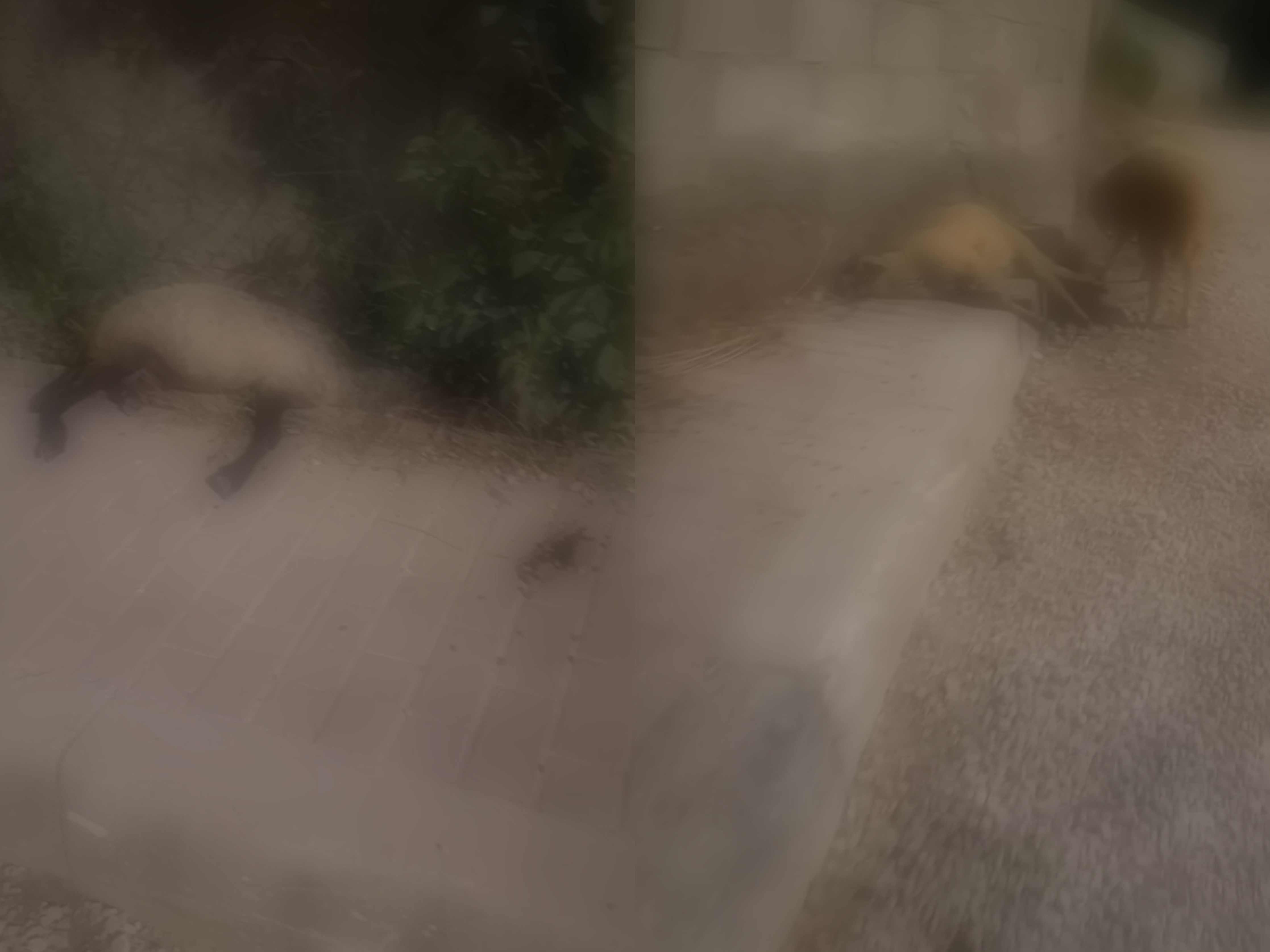 Makina përplas delet në rrugë  banorët kërkojnë masa për sigurinë rrugore