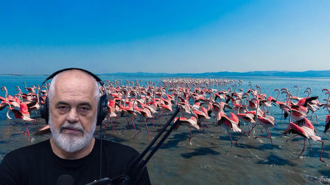  PS shpëtoi flamingot  para 10 vitesh haheshin  99  e protestuesve nuk i njohin 