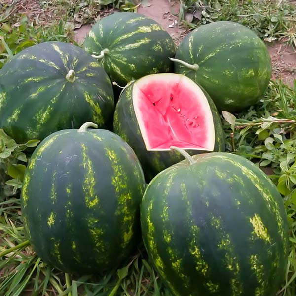 1 nga 5 shalqinj shqiptarë del i mirë  