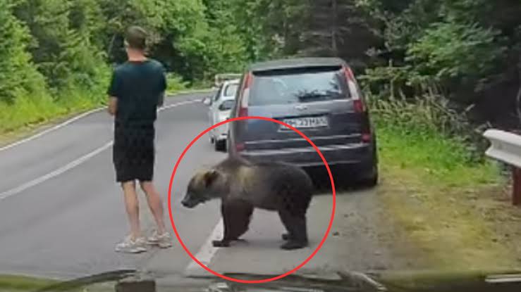 I hutuar në telefon, ariu i murrmë i afrohet turistit dhe ‘e përkëdhel’