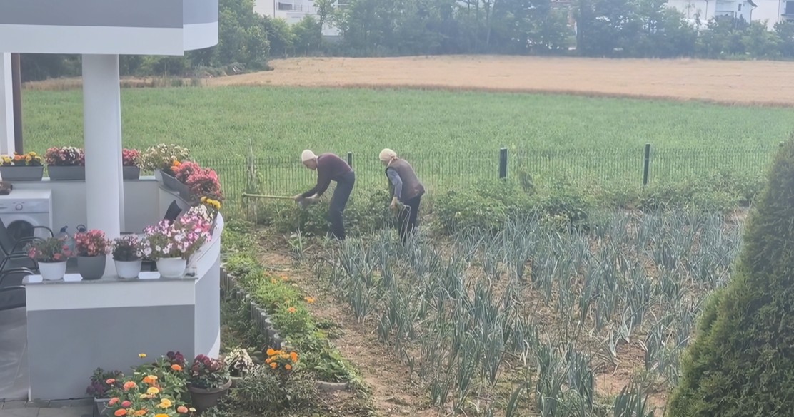 Të moshuarit 99 dhe 94 vjeç vazhdojnë të punojnë tokën