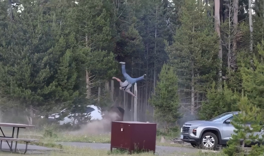 Bizoni sulmon turistin në Yellowstone, e hedh disa metra në ajër