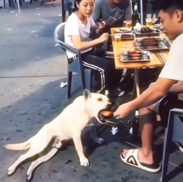 Qeni  aktor  bëhet viral  A po marrin edhe kafshët veset e njerëzve 