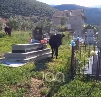 Bagëtitë kullosin mes varreve: “Roja vetëm bën sehir”