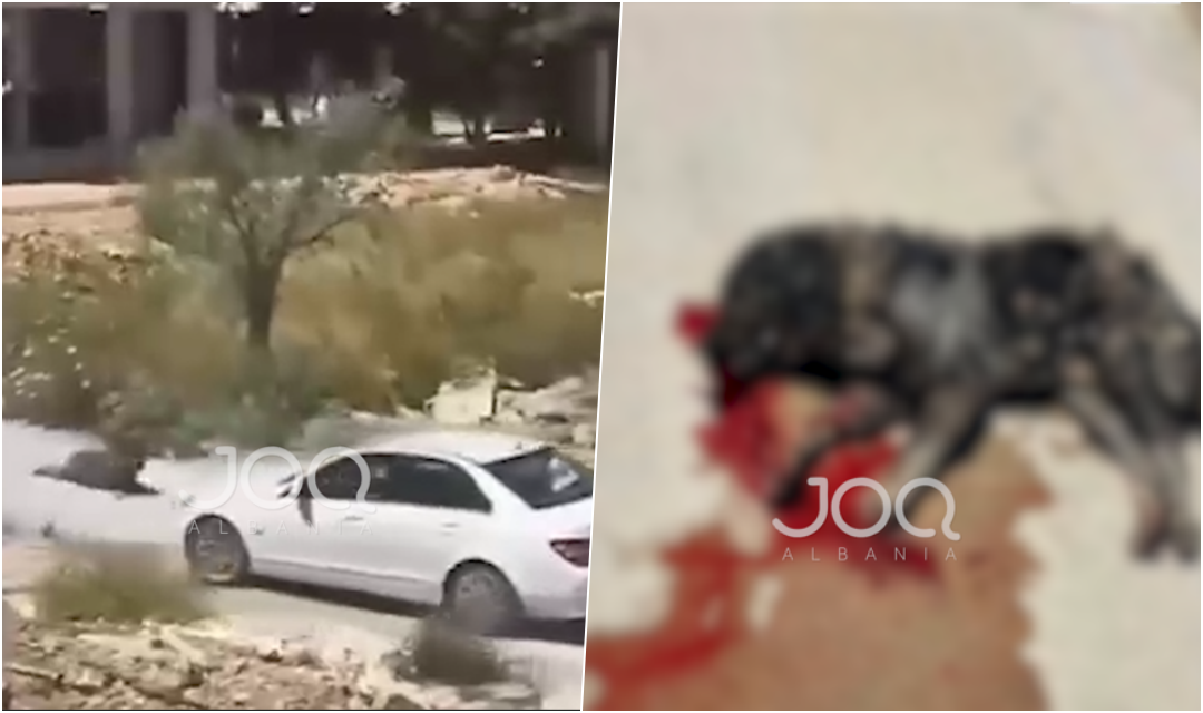 Makabër në Ulqin: Maqedonasja shtyp dy qentë me makinë dhe largohet pa paguar nga hoteli në pronësi të shqiptarëve