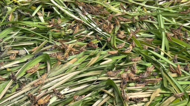 Karkaleci pushton Kolonjën  dëmton rëndë tokat bujqësore
