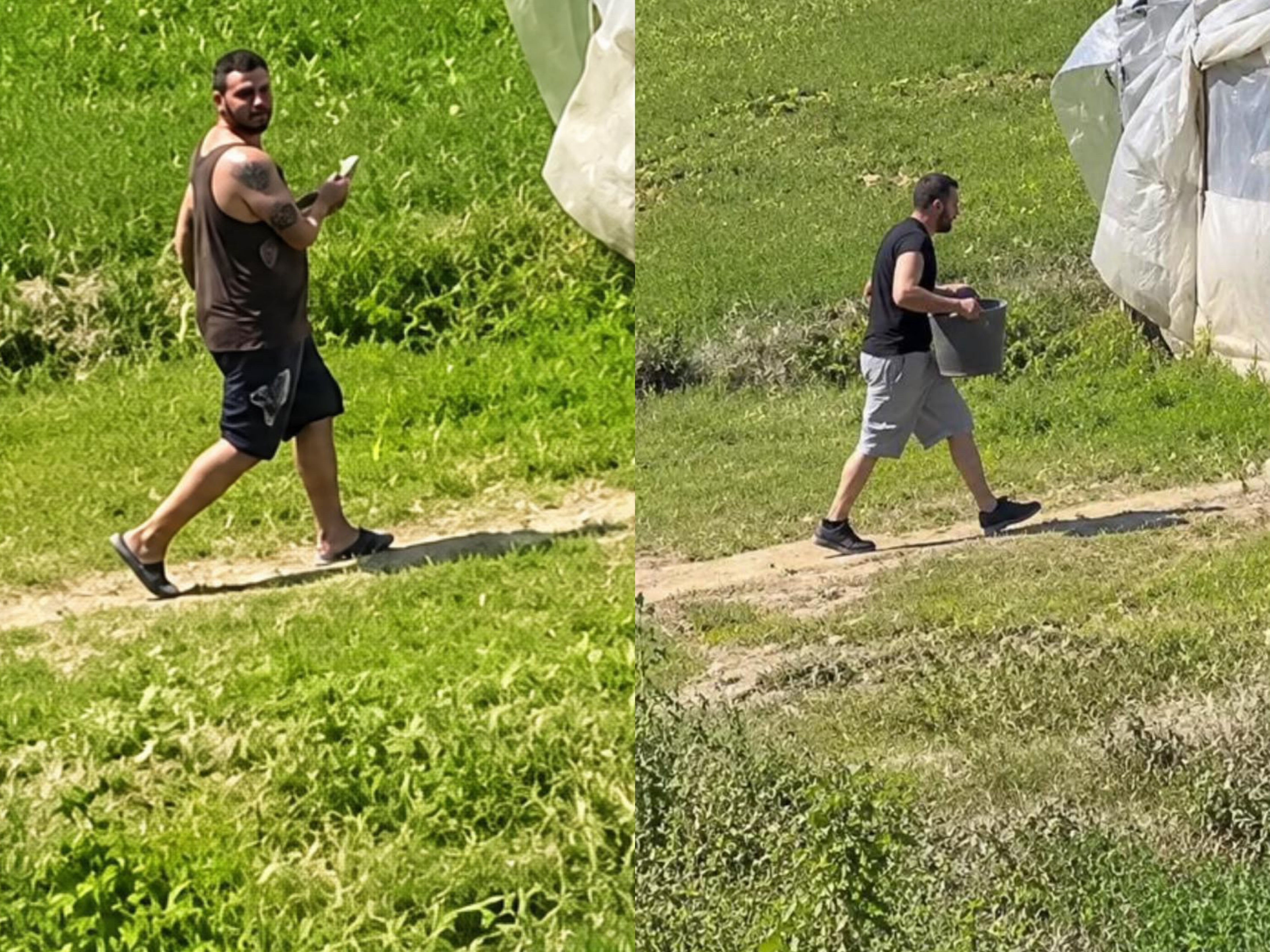 Çunat me muskuj e tatuazhe vjedhin rrush në serra